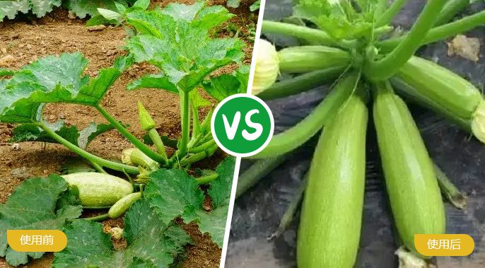 西葫芦施着色叶面肥后植株旺盛，果实饱满