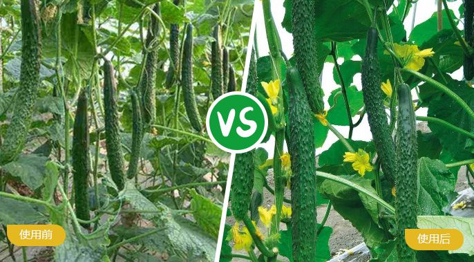 黄瓜施着色叶面肥后产量提高，品质好