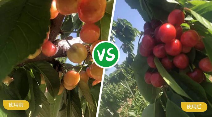 樱桃施着色叶面肥后着色均匀，甜度高
