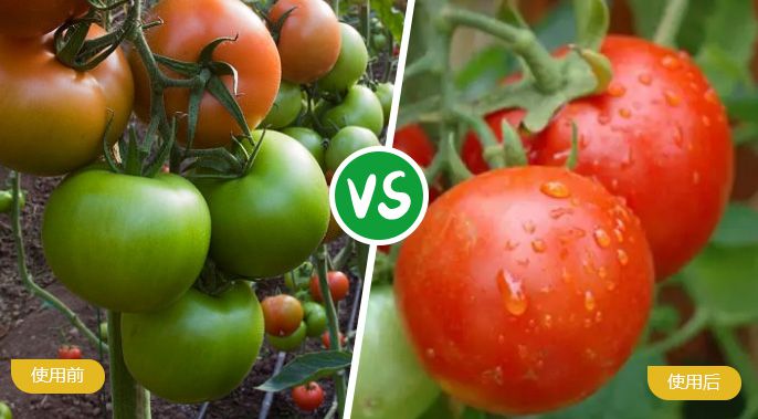 西红柿施着色叶面肥后着色均匀，甜度高